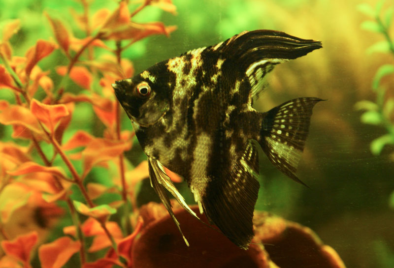 Pterophyllum-scalare, 