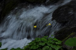   (DSC_5725.JPG, 115.75 Kb, 429 )