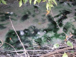   (DSC00060.JPG, 217.33 Kb, 257 )