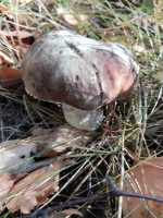   (IMG_20170923_101526.jpg, 192.59 Kb, 681 )
