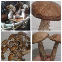   (MyCollages (6).png, 185.25 Kb, 808 )
