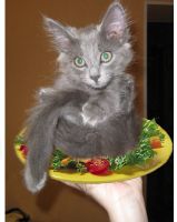   (Untitled-1 copy.jpg, 113.45 Kb, 779 )