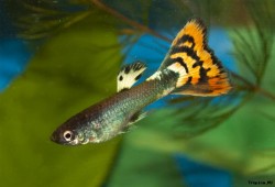   (gallery_10962_19_53909.jpg, 98.04 Kb, 607 )