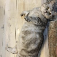   (cat.jpg, 158.69 Kb, 519 )