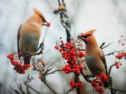   (IMG_20190206_100107.jpg, 153.08 Kb, 373 )