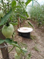   (IMG_20190616_141301.jpg, 285.19 Kb, 478 )