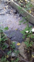   (20190825_072124.jpg, 138.32 Kb, 342 )