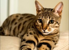   (Kucing-Sabana.jpg, 135.83 Kb, 499 )