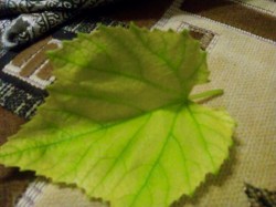   (IMG_20200620_204626.jpg, 164.34 Kb, 305 )