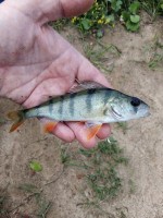   (IMG_20210808_082517.jpg, 189.73 Kb, 304 )