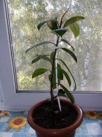   (IMG_20210911_162212.jpg, 263.72 Kb, 265 )