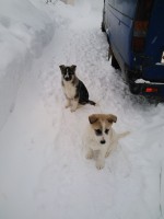   (IMG_20220118_095810.jpg, 92.96 Kb, 218 )