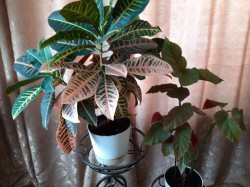   (20220316_125107[1].jpg, 189.19 Kb, 339 )