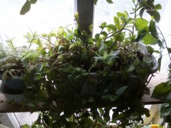   (IMG_20240516_094731[1].jpg, 170.13 Kb, 174 )