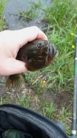  (IMG_20240602_103239.jpg, 142.31 Kb, 138 )