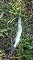   (IMG_20240901_135552.jpg, 251.73 Kb, 40 )