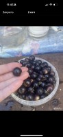   (IMG_9536.png, 68.12 Kb, 12 )