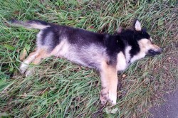   (IMG_20251017_125920_199.jpg, 357.13 Kb, 4 )
