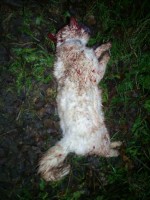   (IMG_20251121_180802_195.jpg, 160.25 Kb, 14 )