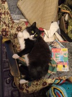 ������������� ���� (IMG_20260220_201417_197.jpg, 264.35 Kb, 6 ����������)