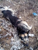 ������������� ���� (IMG_20260413_180555_643.jpg, 379.21 Kb, 11 ����������)