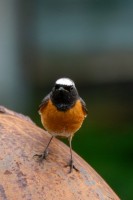 ������������� ���� (DSC_9493.jpg, 150.4 Kb, 5 ����������)