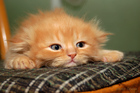   (pv_2546620.jpg, 11.75 Kb, 537 )