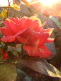   (DSC03127.JPG, 147.99 Kb, 796 )