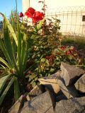   (DSC03121.JPG, 160.26 Kb, 386 )