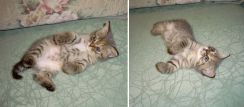   (cat.jpg, 71.32 Kb, 601 )