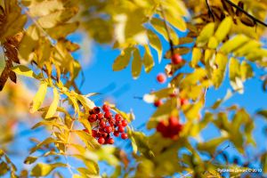   (IMG_5732 .jpg, 248.23 Kb, 516 )