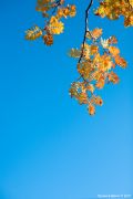   (IMG_5734 .jpg, 177.38 Kb, 510 )