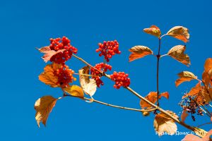   (IMG_5792 .jpg, 286.19 Kb, 495 )