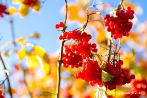   (IMG_5794 .jpg, 227.18 Kb, 469 )