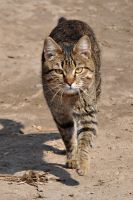   (DSC_0001_857.jpg, 160.42 Kb, 526 )
