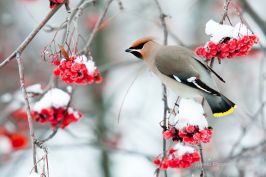   (IMG_8222.jpg, 222.88 Kb, 514 )