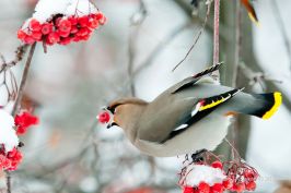  (IMG_8326_.jpg, 222.23 Kb, 538 )