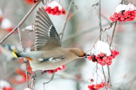   (IMG_8332.jpg, 219.23 Kb, 505 )
