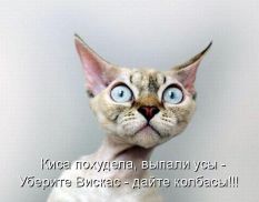   (kot-020.jpg, 53.48 Kb, 604 )