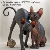   (kot-051.jpg, 124.33 Kb, 518 )