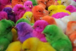   (ColouredChickens-1.jpg, 46.34 Kb, 636 )