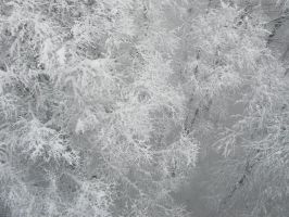   (IMG_1676.JPG, 115.46 Kb, 821 )