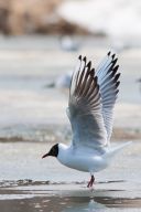   (IMG_3016-1.jpg, 0 Bytes, 1044 )