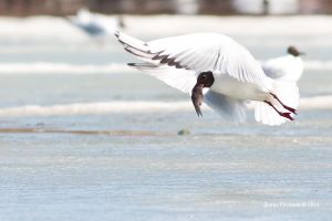   (IMG_3037-1.jpg, 229.08 Kb, 594 )