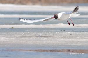   (IMG_3145-1.jpg, 242.11 Kb, 541 )