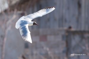   (IMG_3160-1.jpg, 173.35 Kb, 545 )