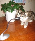   (IMG_0034.JPG, 232.3 Kb, 471 )
