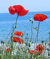   (0_618e1_84f07ef7_orig.jpg, 292.92 Kb, 281 )