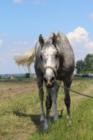   (IMG_5377.JPG, 240.58 Kb, 511 )