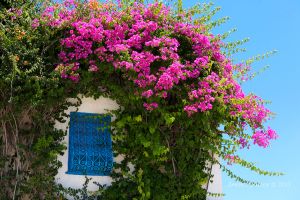   (IMG_3751.jpg, 494.34 Kb, 440 )